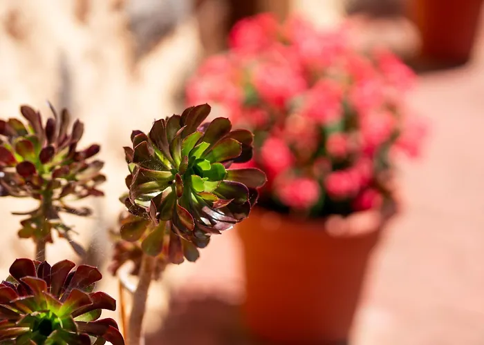 Tinamar * Вега де Сан Матео